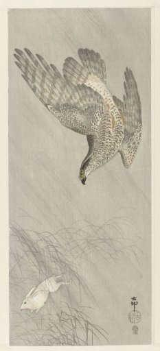 Hawk hunting a hare