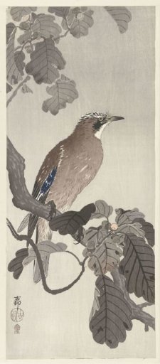 Eurasian jay on a tree branch