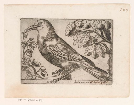 Bird