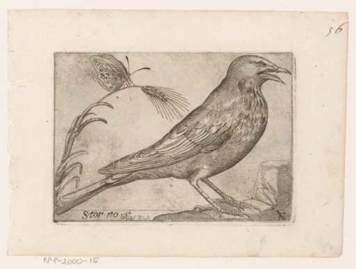 Common starling (Sturnus vulgaris)
