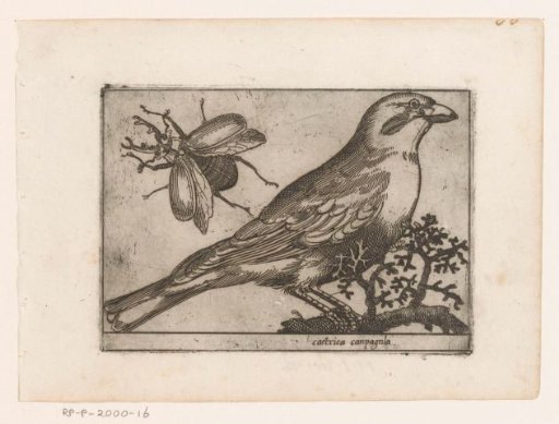 Bird