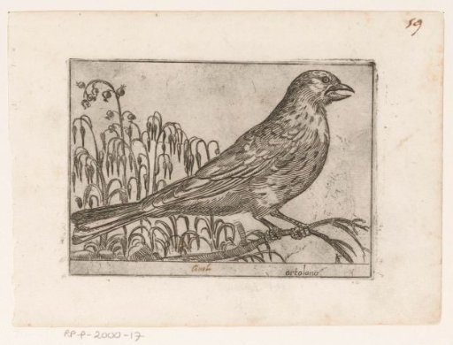 Ortolan (Emberiza hortulana)