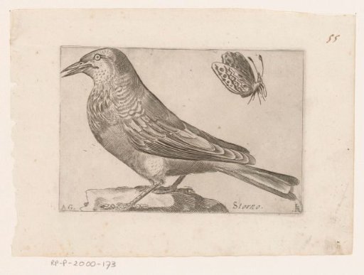 Jackdaw (Sturnus vulgaris)