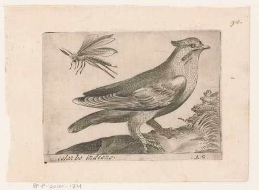 Bohemian Waxwing (Bombycilla garrulus)
