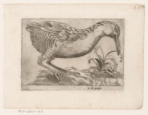Corncrake (Crex crex)