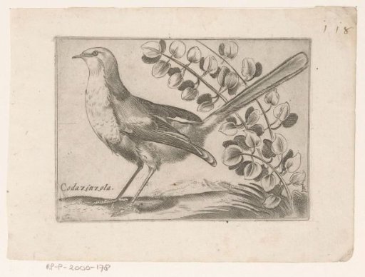 Bird