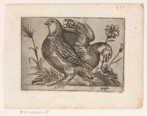 Two quails