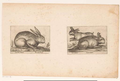 Rabbits