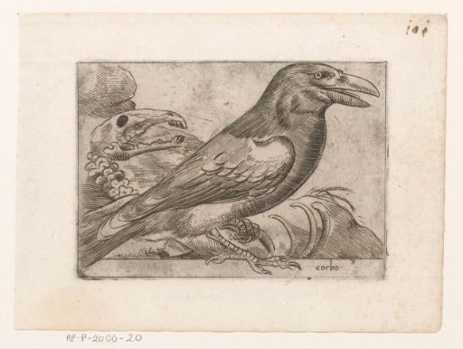 Black crow