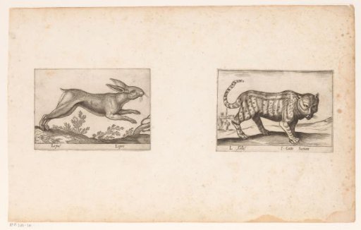 Hare and Cat