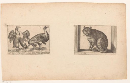 Deformed Geese and a Cat