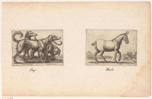 Dogs and a Mule