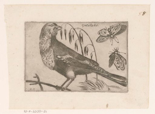 Ortolan bunting (Emberiza hortulana)