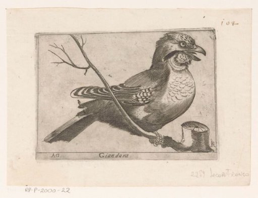 Eurasian jay (Garrulus glandarius)