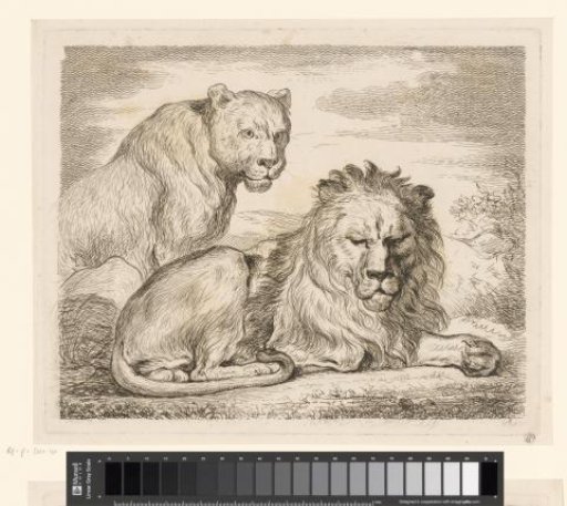 Lion and Lioness