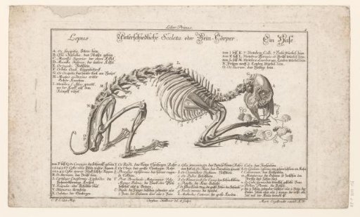 Skeleton of a hare