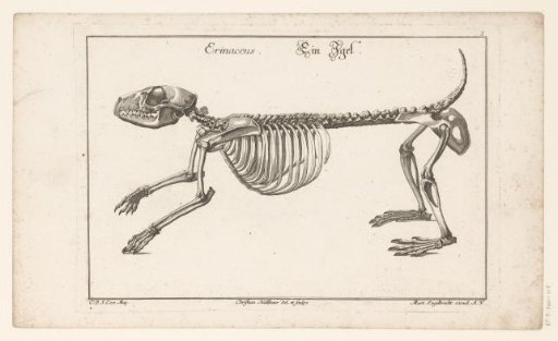 Skeleton of a hedgehog