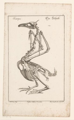 Skeleton of a cormorant