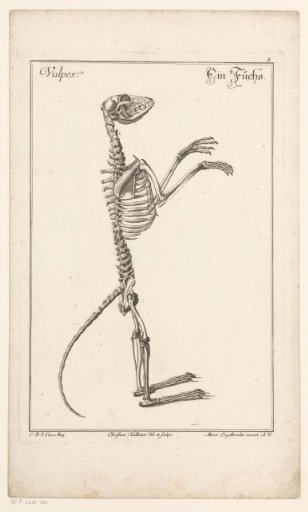Skeleton of a fox