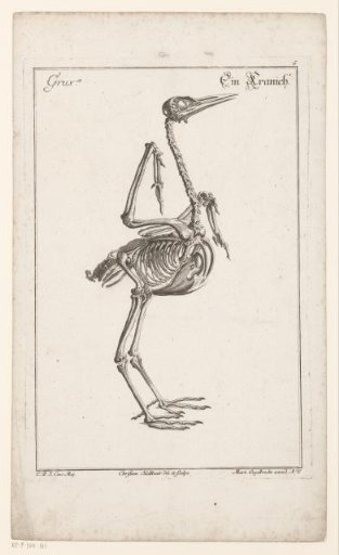 Skeleton of a crane