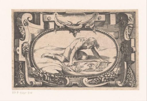 Narcissus