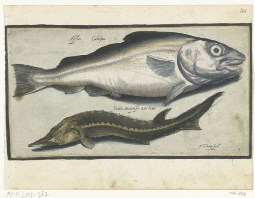 Cod and sturgeon