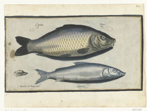 Carp and smelt