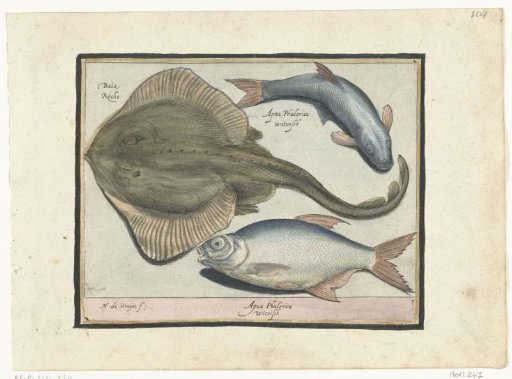 Ray, bream and white fish