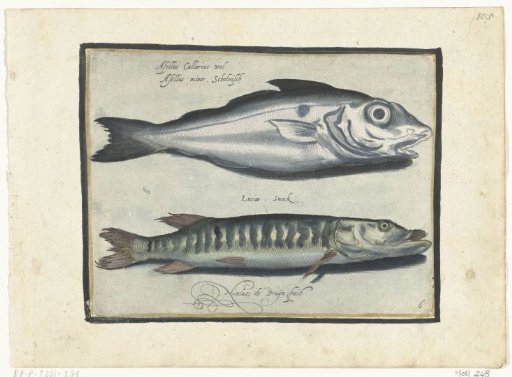 Cod and pike