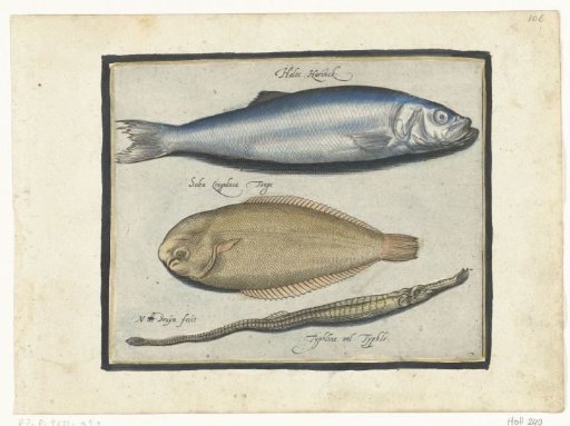 Herring, sole and pipefish