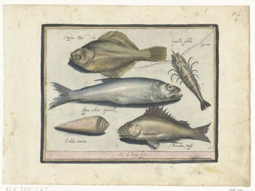 Herring, shrimp, smelt, and pollack