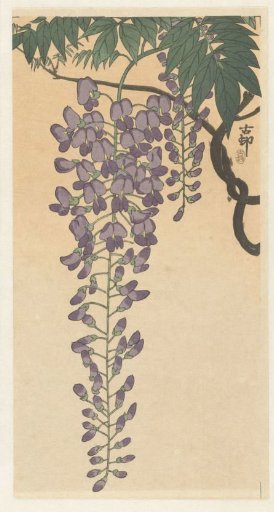 Flowering wisteria