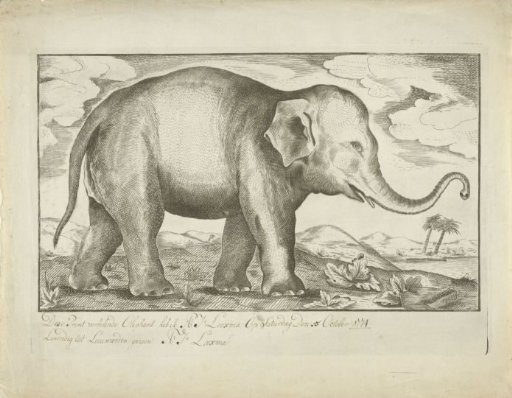 Elephant