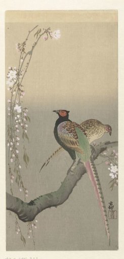 Pair of pheasants and cherry blossoms