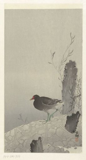 Moorhen
