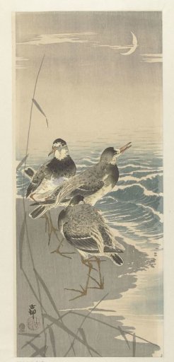 Shorebirds at the crescent moon
