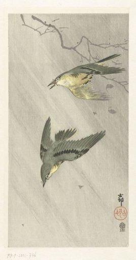 Songbirds in the rain