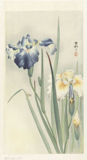 Irises