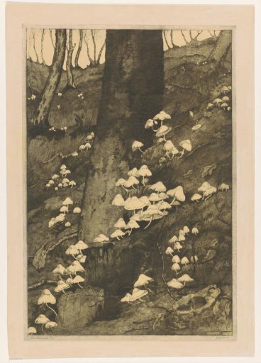 Mushrooms in a Forest