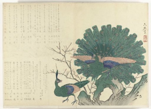Peacocks
