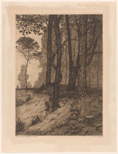 Forest View