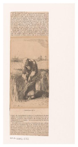 Woman harvesting flax
