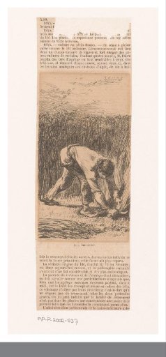 Man mowing grain with a sickle
