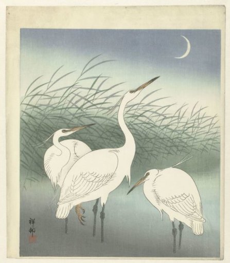 Herons in shallow water