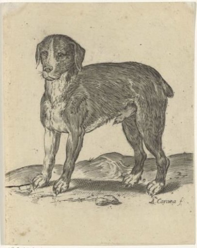 Standing Dog