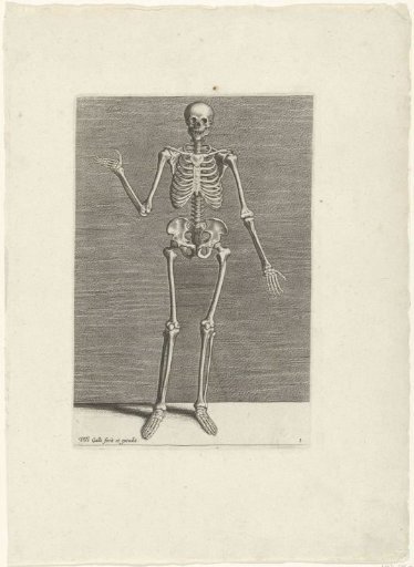 Skelet