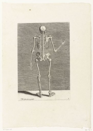 Skelet op de rug gezien.
