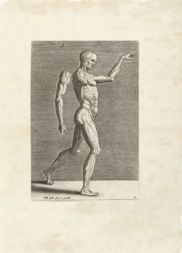 Ecorché, naar rechts.