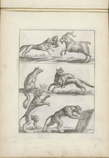 Fox, Ram, Leopard and Tiger