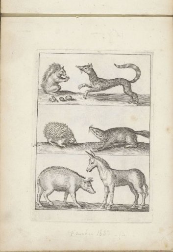 Squirrel, Hedgehog, Donkey, Pig and Other Animals